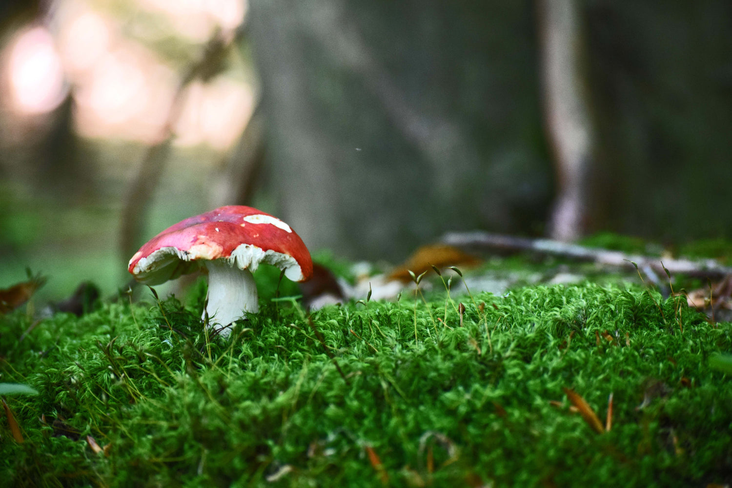 Mushroom Coffee